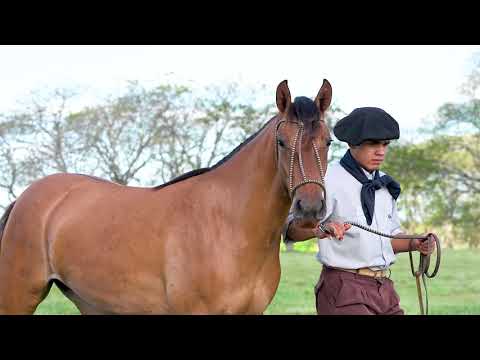 Lote 10 - Basca Lolita II