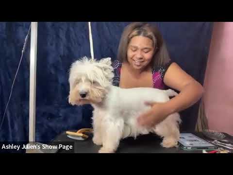Beginners hand stripping seminar withAKCMGAshley Julien (3hr)#doggroomingforbeginners  #doggroomer 