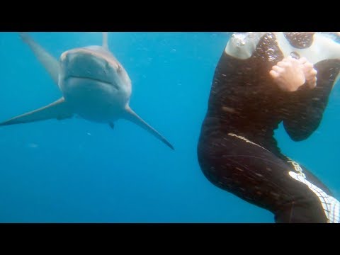 Travis Pastrana Becomes Shark Bait