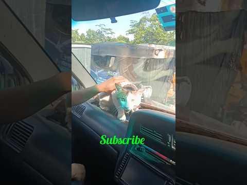 #funny #catun #short