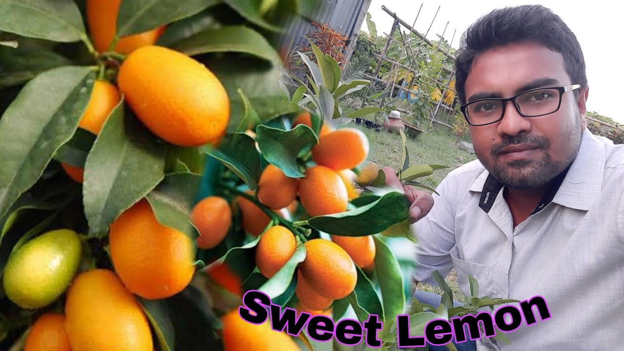 Taste of Sweet lemon|Sweet Lemon|@Moonlight Assam