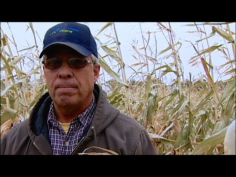 Cover Crop Success Stories: A New Era in Sustainable Agriculture