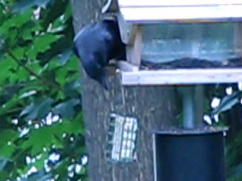 Crow snitching suet.