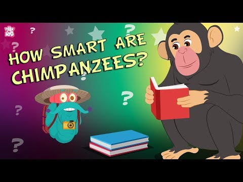 Chimpanzees Listening Comprehension