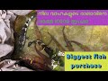 ഫാമിലെ ഏറ്റവും വലിയ മീനിനെ വാങ്ങി | Monster fish purchase | #m