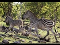 National Geographic Documentary The Great Zebra Migration BBC Discovery Planet Animals