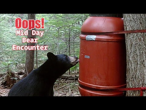 Mid-Day Black Bear - Maine Bear Hunting