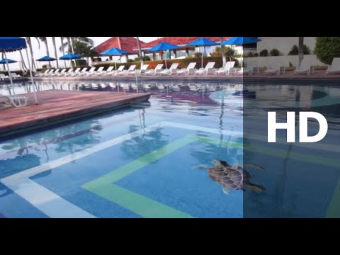 Videos del Qualton Club 4★ en Ixtapa-Zihuatanejo, MéxicoVer MásVerPrecios20CerrarConsulta por Whatsapp 🇦🇷BookingTripadvisorExpediaAgodaTravelocityOrbitzPricelineTripSkyscannerDespegarKayakHotelesBestdayDestiniaTrivagoTurismocityLastminuteHotwireTuiWotif