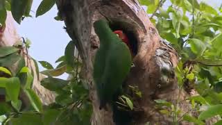 Download lagu Australia Surga Burung Paruh Bengkok mp3