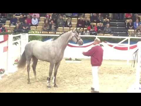 #60 Zirocco Blue v Colman