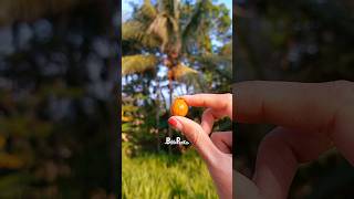 Download lagu Unique way to pick mini coconuts mp3 Download lagu Unique way to pick mini coconuts mp3