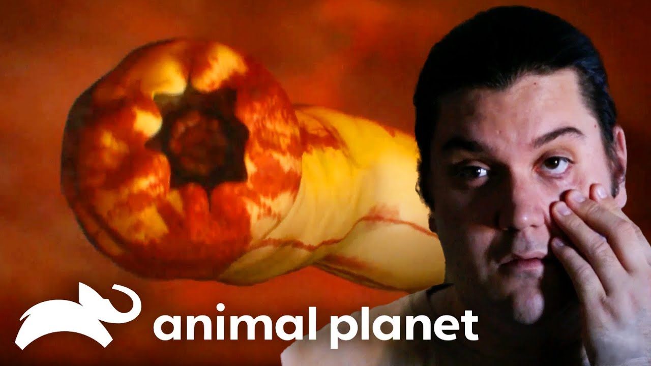 Tales of Parasitic Worms that Will Keep You Up at Night | Monsters Inside Me | Animal Planet