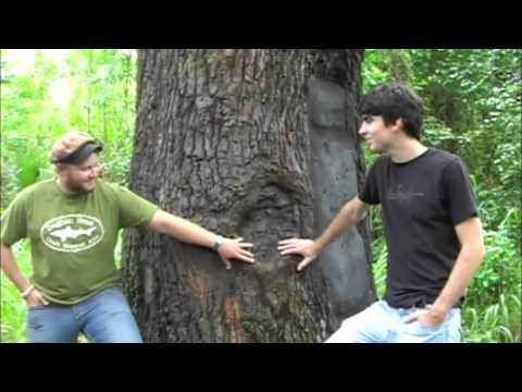 Devil's Tree of Oak Hammock Park Video 1