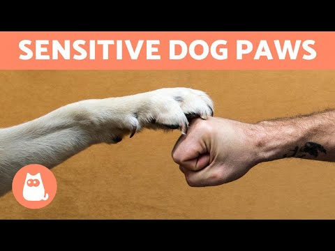 My DOG Won't Let Me TOUCH His PAWS (6 Reasons Why)