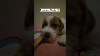 Download lagu #pets #charlie #puppy #shortvideo #short mp3