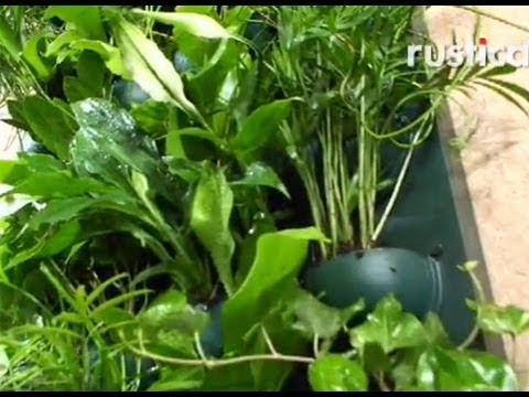 comment soigner les plantes d'intérieur