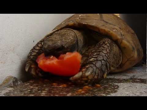 comment soigner les yeux d'une tortue terrestre