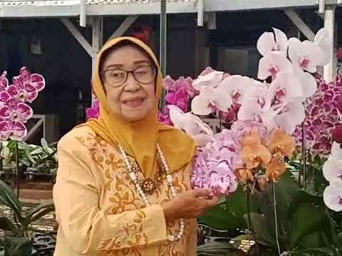 Kr. Cinta tak berarti, Munibah @wdbharata2486