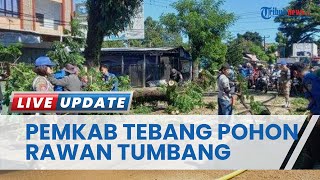Banyak Dikeluhkan Warga, Tim Gabungan Pemkab Minut Mulai Tebang Pohon yang rawan TumbangdiJalan
