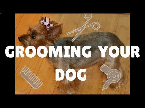 How To Groom A Yorkie At Home | DIY Small Dog Grooming | Grooming A Dog With Anxiety
