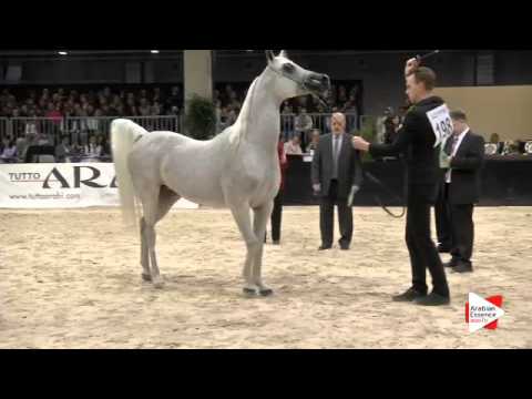 N.198 ALABAMA - Verona 2015 - Mares 7-9 years old (Class 8)