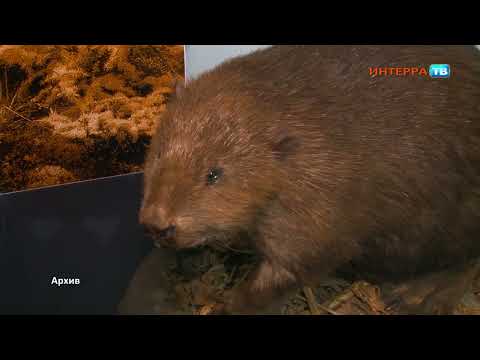 «На гербе Свердловской области должен быть бобр, а не соболь»