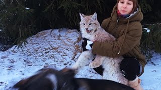 РЕАКЦИЯ РЫСИ НА НОВУЮ СОБАКУ. Умка знакомится с будущим сторожем / LYNX UMKA’S REACTION TO A NEW DOG