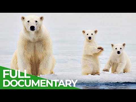 Two Polar Bear Siblings Struggle to Survive