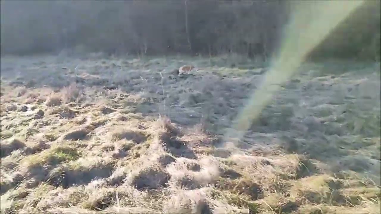 ドッグランではあいかわらずボッチな柴犬