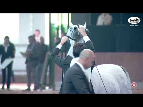 N 17 YAMAMA AL NASSER   Straight Egyptian World Championship 2021