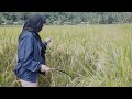 Harvesting Rice In Rural Philippines Its Simple Beautiful Support Our Farmers