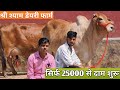 25000 में खरीदो थारपारकर 👌 Shri Shyam Dairy Farm 🎉  New Top 5 Sahiwal Rathi Tharpa