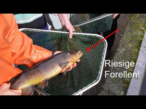 Angeln ist MEHR als Fische fangen! Wir machen Forellen!