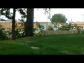 Free Like Video 1