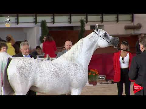 N 100 AL AYAL MONISCIONE   Italian Nationals 2019   7 Years Old and Older Stallions Class 11 12