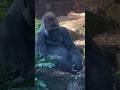 Silverback gorilla must lead the group #gorilla #gorillas