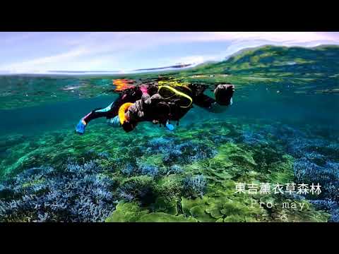 Bela floresta de Taiwan Penghu Dongyiyu Cao