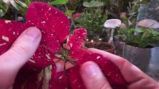 Keep Your Poinsettias and Get Big Beautiful Growth!