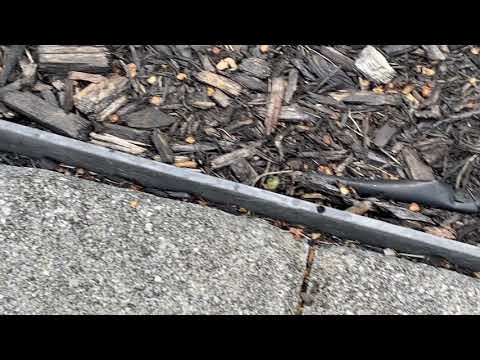 Pest Control in Freehold, NJ