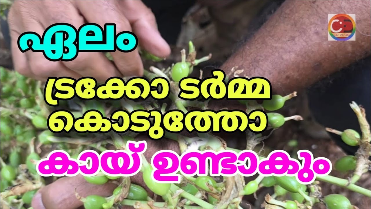  ഏലം I കായ് സെറ്റിംഗ് സിന് I കെമിക്കൽ ഫംഗിസൈഡ് കൊടുത്തതിനുശേഷം I ബയോ മോളിക്യൂൾ ചെയ്യുക I 100% വിജയം  |  Cardamom I Apply Bio Molecule After Giving Chemical Fungicide I 100% Success