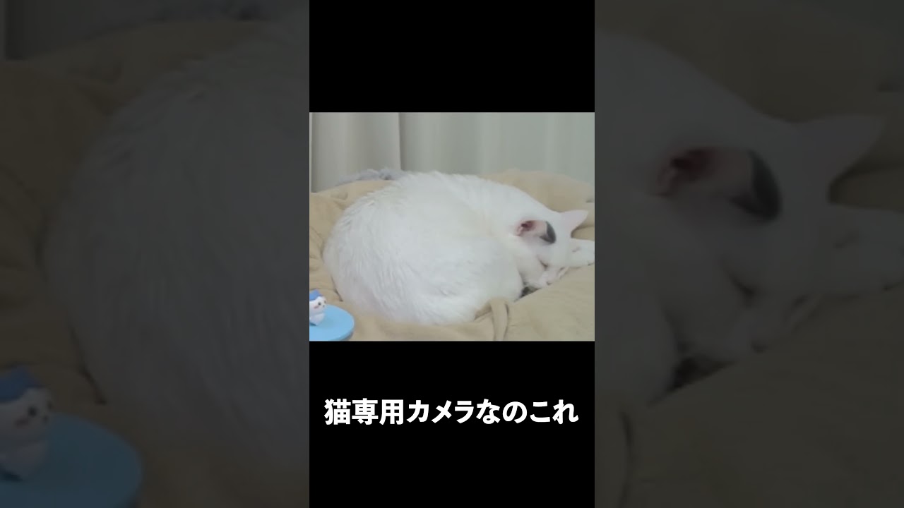 うちの配信、猫専用カメラあります。#猫 #猫動画 #Twitch配信 #配信切り抜き #おすすめ