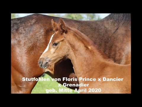 Bewegungsstarkes Stutfohlen von Floris Prince aus bestem Stamm