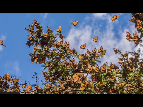 THE SUPER GENERATION