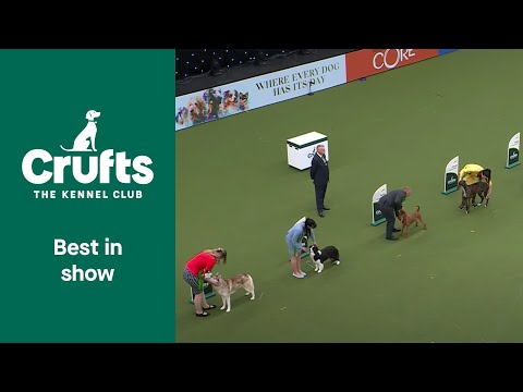 Best In Show And Presentation at Crufts 2022