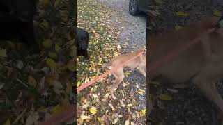 Video preview image #1 Black Mouth Cur-Labrador Retriever Mix Puppy For Sale in Westwood, NJ, USA