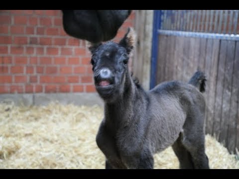 Oldenburger Hengstfohlen von Glock`s Johnson / Desperados