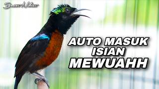 Download lagu MASTERAN KOLIBRI NINJA GACOR FULL ISIAN MEWAH AUTO MASUK COCOK UNTUK PANCINGAN SIANG HARI mp3