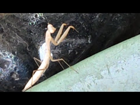 The Religious Mantis - watch how it moves