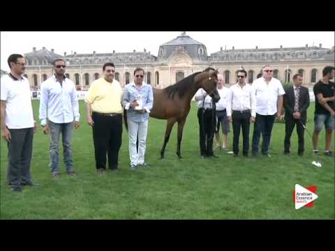 2nd Place N.6 D SHIREEN - Chantilly 2015 AWC - Yearling Fillies Championship (Class 11)