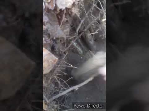 Lovci  pokladů bodáky